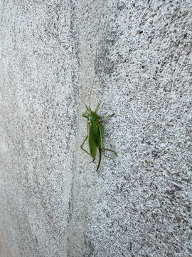 Female Green Katydid Clinging to a Rough Stucco Wall