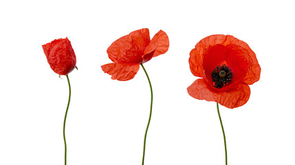 Obraz premium Three vibrant red poppy flowers with green stems in different stages of blooming