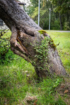 Close-Up of a Split Apple Tree Trunk Damaged by a Storm