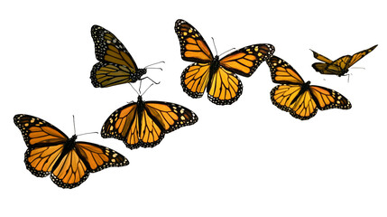 Group of vibrant orange and black monarch butterflies in flight © Elvin