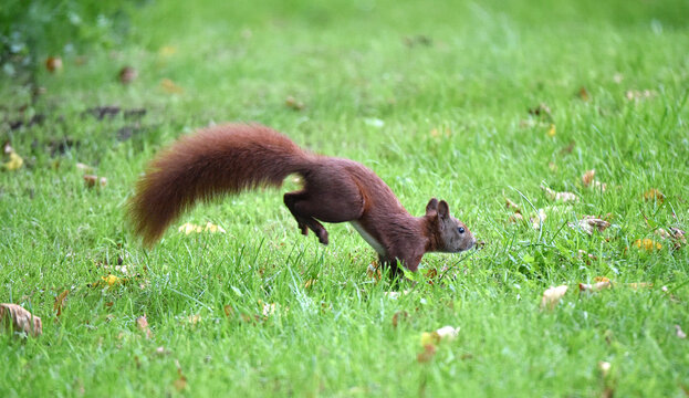 Eichh&ouml;rnchen springt durch den Garten