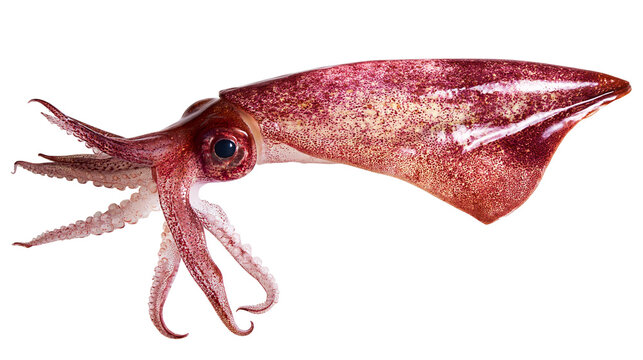 Fresh raw whole squid with mottled reddish skin and tentacles