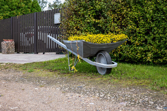 Gray Wheelbarrow Planter Overflowing with Yellow Flowers Beside a Hedge