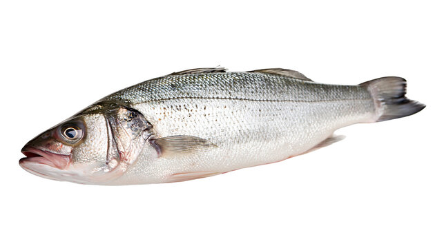 Fresh whole raw European sea bass fish with shiny silver scales