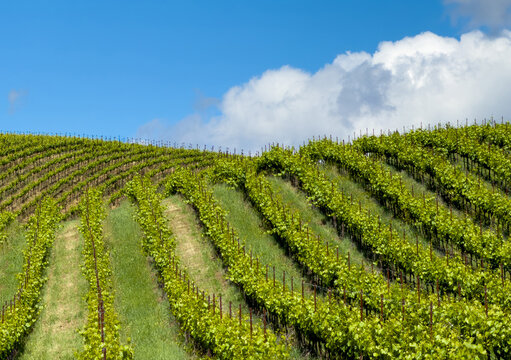 Aerial view of Napa Valley Vineyards with lush green grapevines in neat rows along rolling hills under a bright blue sky in Napa County, California, United States.