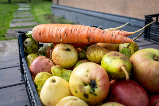 Fresh Autumn Garden Harvest Piled High in a Black Crate