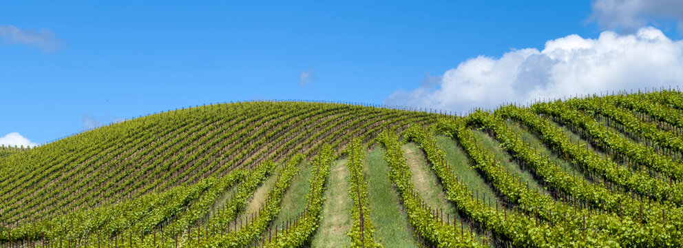 Aerial view of Napa Valley Vineyards with lush green vines planted in neat rows across rolling hills under a bright blue sky in Napa County, California, United States.