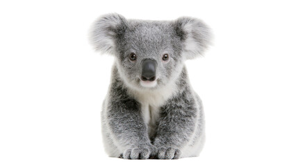 Fluffy grey koala bear sitting and looking forward © Gael