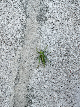 Green Katydid Resting on a Rough Gray Wall