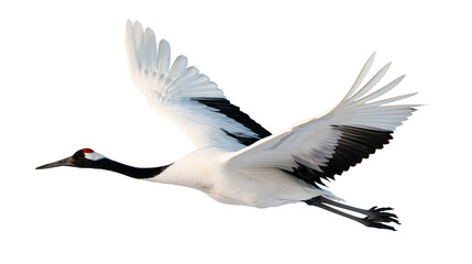 Red-crowned crane in flight with white plumage and black wing feathers © Isolde