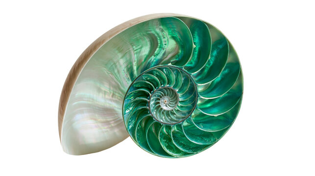 Cross section of a polished nautilus shell with iridescent green spiral chambers