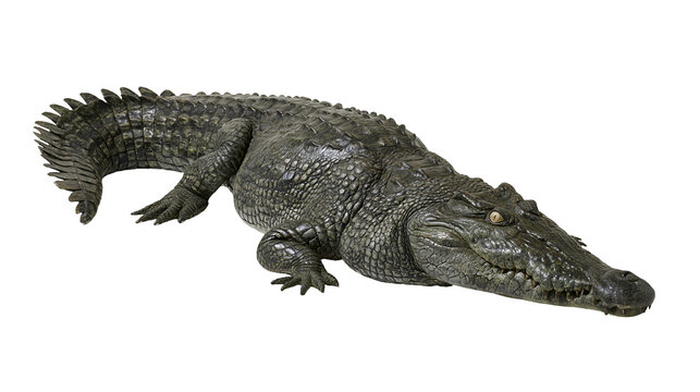 Large dark green saltwater crocodile with textured scaly skin and sharp teeth