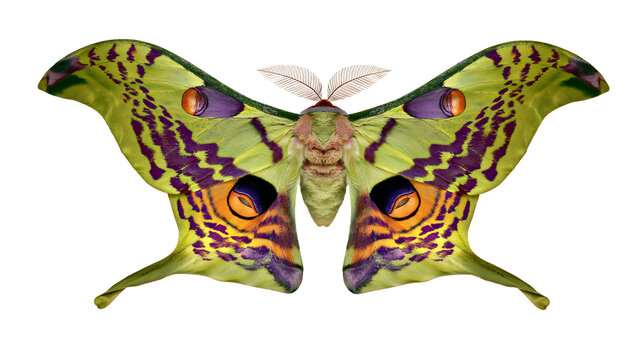 Vibrant green and purple Argema mittrei comet moth with large eyespot patterns