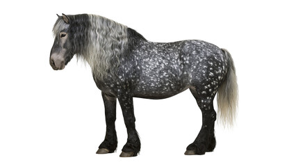 Dapple grey draft horse with long flowing mane and feathered hooves © Gael