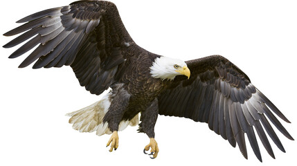 Fototapeta premium Majestic bald eagle soaring with wings spread wide and sharp yellow talons