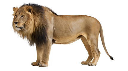 Majestic adult male lion with thick dark mane standing in profile © Elvin