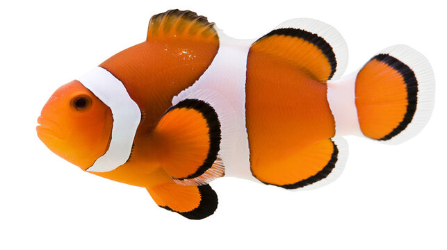 Bright orange clownfish with white vertical stripes and black fin edges