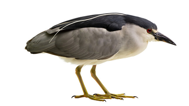 Black-crowned night heron with grey wings and red eye standing in profile