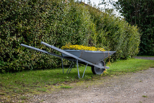 Old Wheelbarrow Filled with Yellow Flowers as Rustic Garden Decor