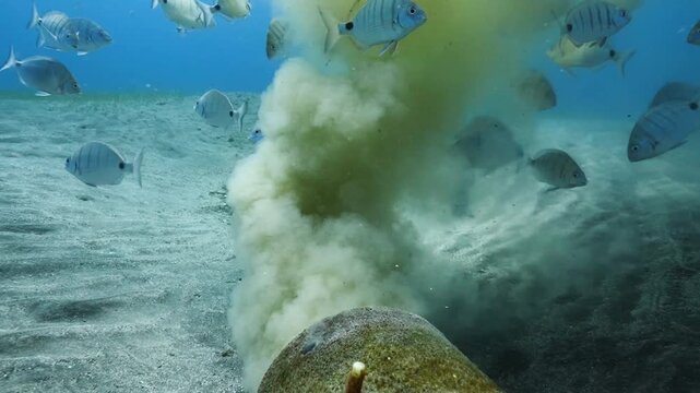 Close-up of a marine outfall on the seafloor, discharging sewage and polluting the ocean ecosystem.