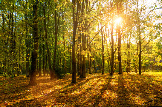 Autumn forest background. Bright sun shining through tall trees. Golden leaves covering the ground and warm sunlight filtering through the dense canopy