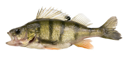 Obraz premium European perch fish with striped green scales and spiny dorsal fin