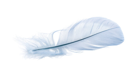 Soft light blue bird feather with delicate downy barbs © Elvin