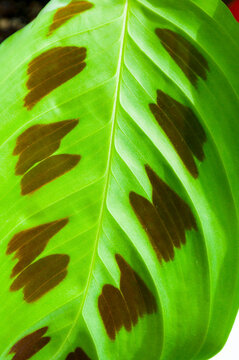 Natural green leaf of Maranta flower, floral background. Close-up of brown spots and visible veins