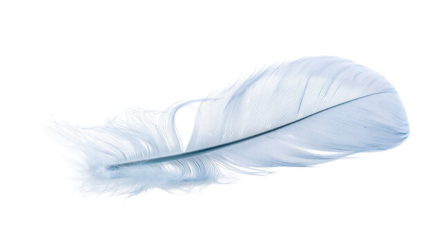 Soft light blue bird feather with delicate downy barbs