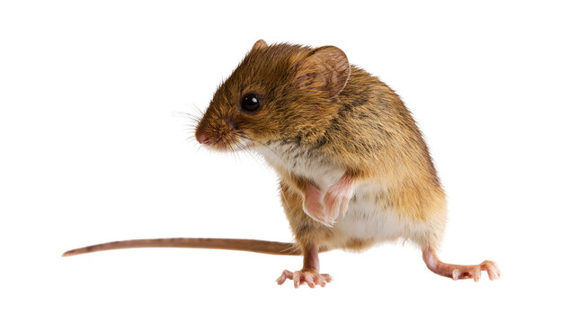 Small brown field mouse standing on hind legs with long tail and whiskers