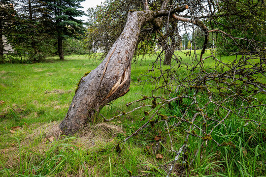 Apple Tree with a Split, Twisted Trunk After a Storm