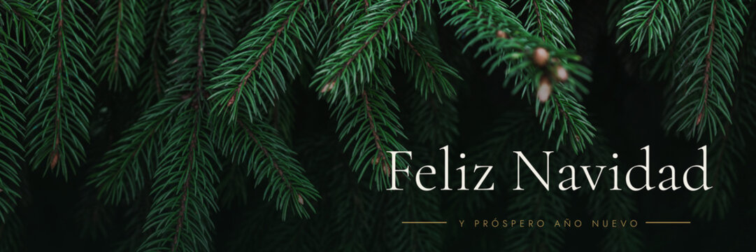 Real dark green spruce branches in a dense needle texture with the printed greeting "Feliz Navidad". Suits a luxury vintage christmas banner holiday background with copy space.