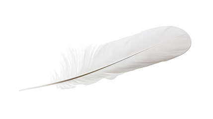 Single soft white bird feather with delicate quill and fluffy barbs © Elvin
