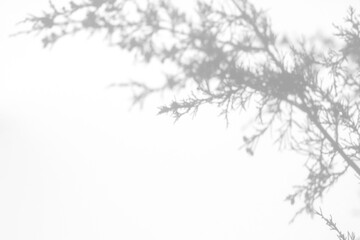 Fototapeta premium Real horizontal foliage shadow cut out on a transparent png background with soft needle-like edges. Suits a serene wellness mockup overlay, a serene skincare and lifestyle brand as a transparent png.