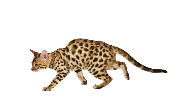 Spotted Bengal cat walking in profile with golden fur and dark rosettes