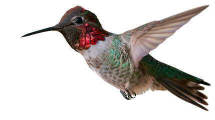 Anna s hummingbird in flight with iridescent red throat and green feathers © Elvin