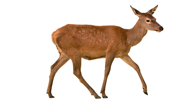 Young brown deer with white spots walking in profile