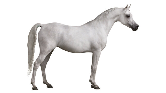 Elegant white Arabian horse standing in profile view
