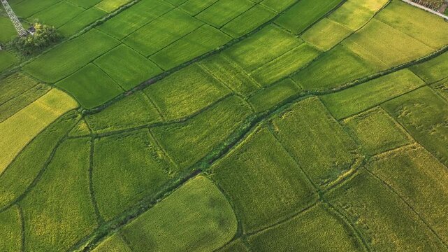 Aerial view of lush green rice paddy fields forming a patchwork landscape