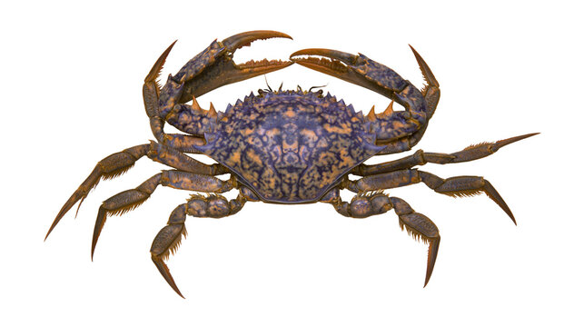 Purple and orange patterned blue swimmer crab with sharp claws and spiky shell