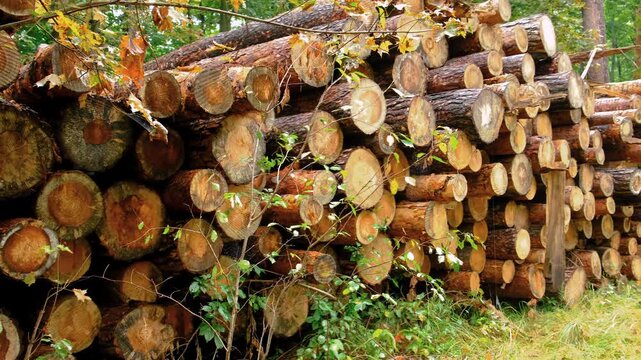 Felled trees in the forest. Selective focus.