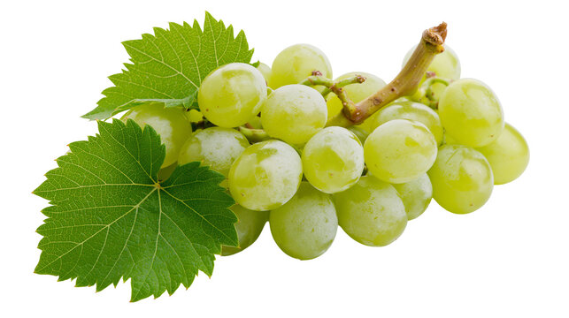 Fresh green grapes cluster with vibrant leaves and woody stem
