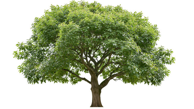 Large mature oak tree with dense green foliage and thick textured brown trunk