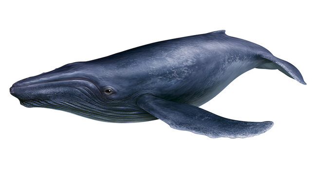 Large blue humpback whale swimming with long pectoral fins and textured skin