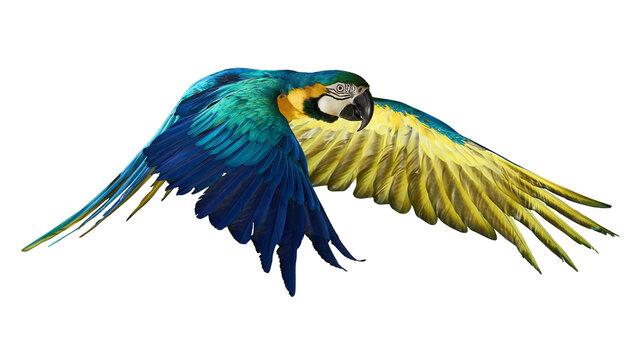 Blue and yellow macaw parrot flying with wings spread wide