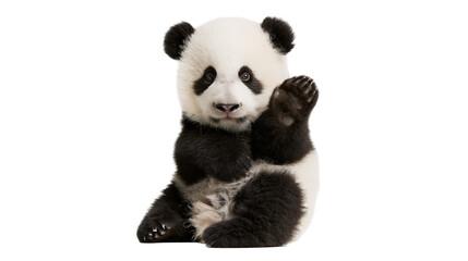 Cute fluffy giant panda cub sitting and waving its paw © Isolde