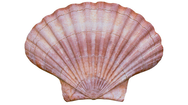 Pinkish brown fan shaped scallop seashell with radial ridges and textured surface