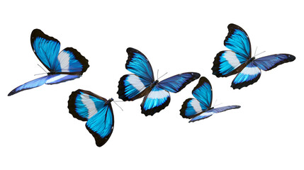 Four vibrant blue morpho butterflies with black and white wing patterns in flight © Elvin