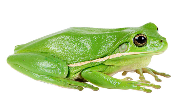 Bright green Australian tree frog with smooth skin and large dark eyes