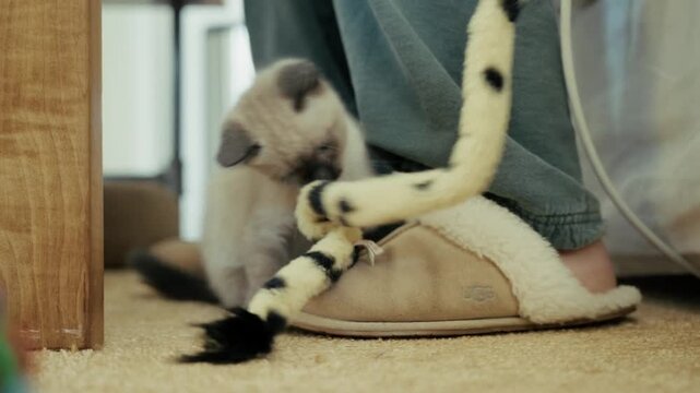 Curious kitten playing with a fuzzy toy near a person's slipper on carpet indoors